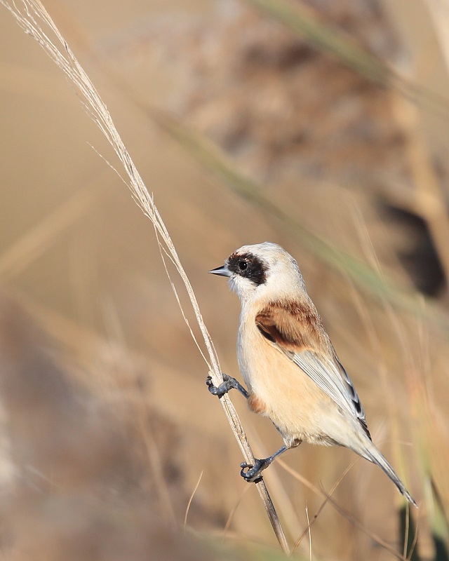 111 Rémiz penduline.jpg