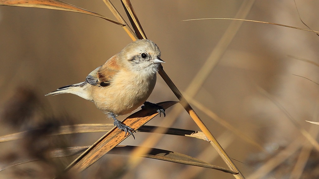 112 Rémiz penduline immature.jpg