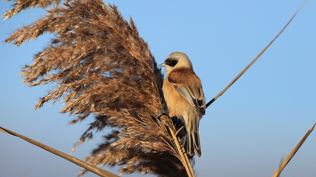 113 Rémiz penduline.jpg