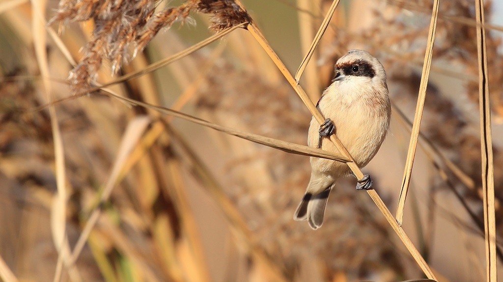 114 Rémiz penduline.jpg
