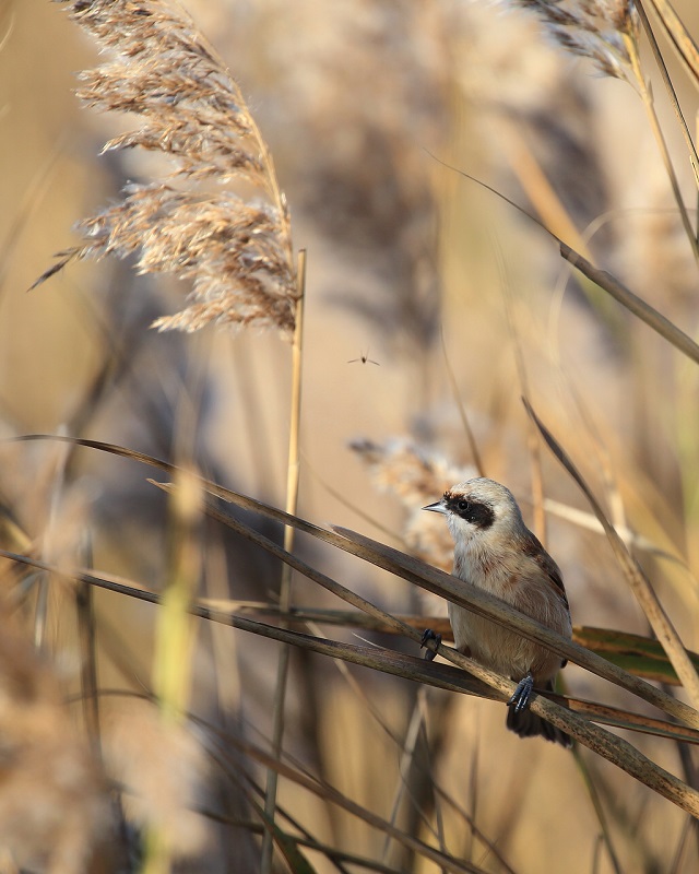 115 Rémiz penduline et moustique!.jpg