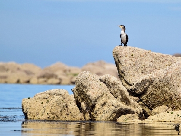 cormoran - Copie.jpg