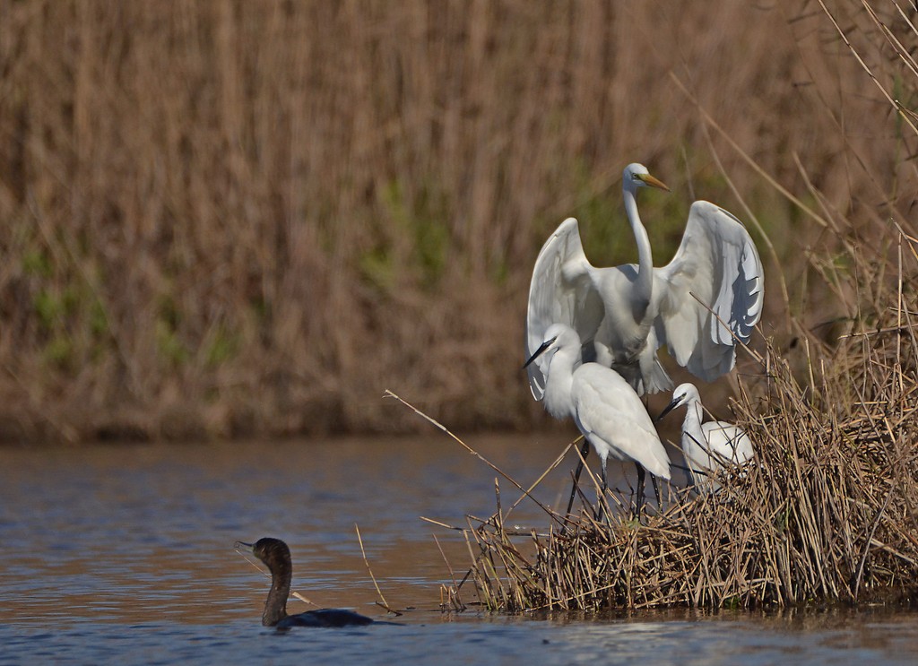 Aigrette 21.jpg