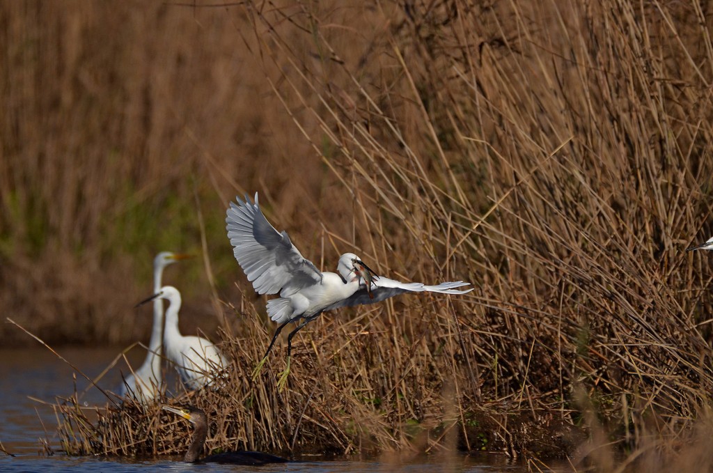 Aigrette 22.jpg