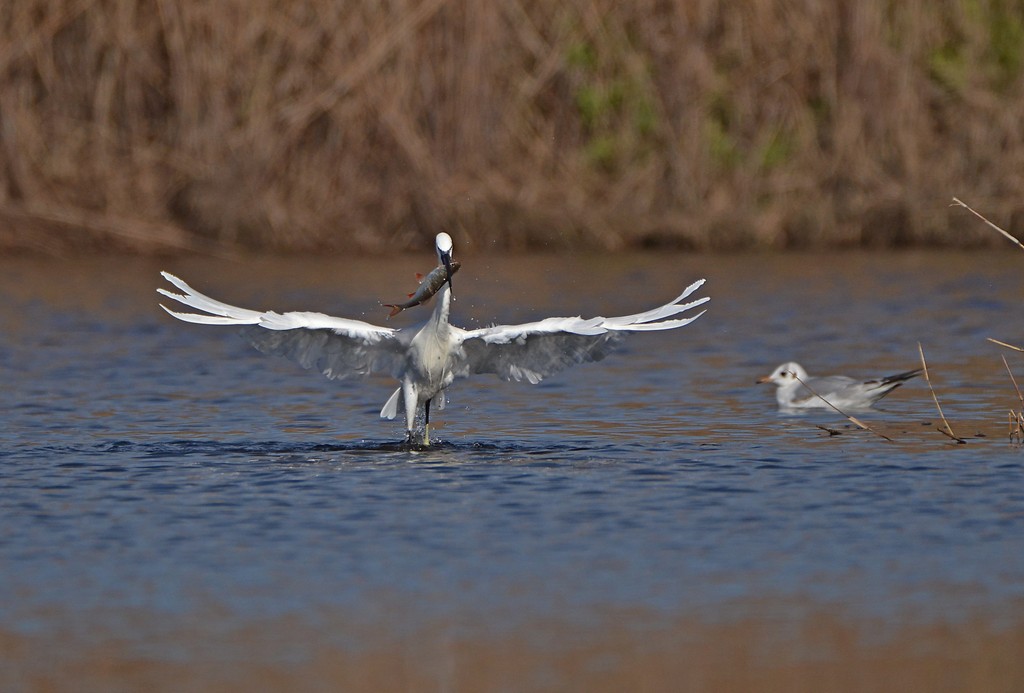 Aigrette 23.jpg