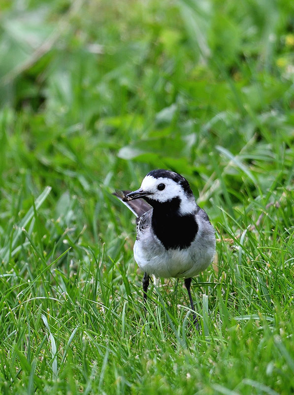 DSC_4646.jpg