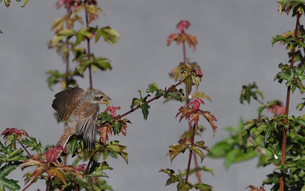 DSC_5871.jpg