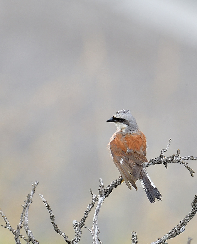 DSC_5092.jpg