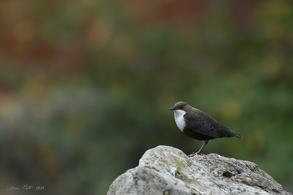 DSC_2357 IN.jpg
