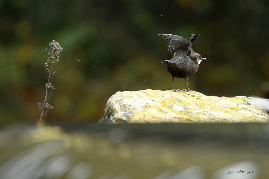 DSC_3125 IN.jpg