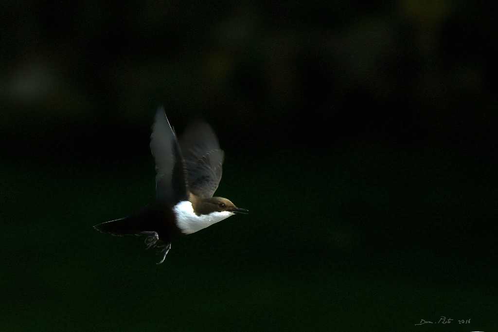 DSC_2532 IN.jpg