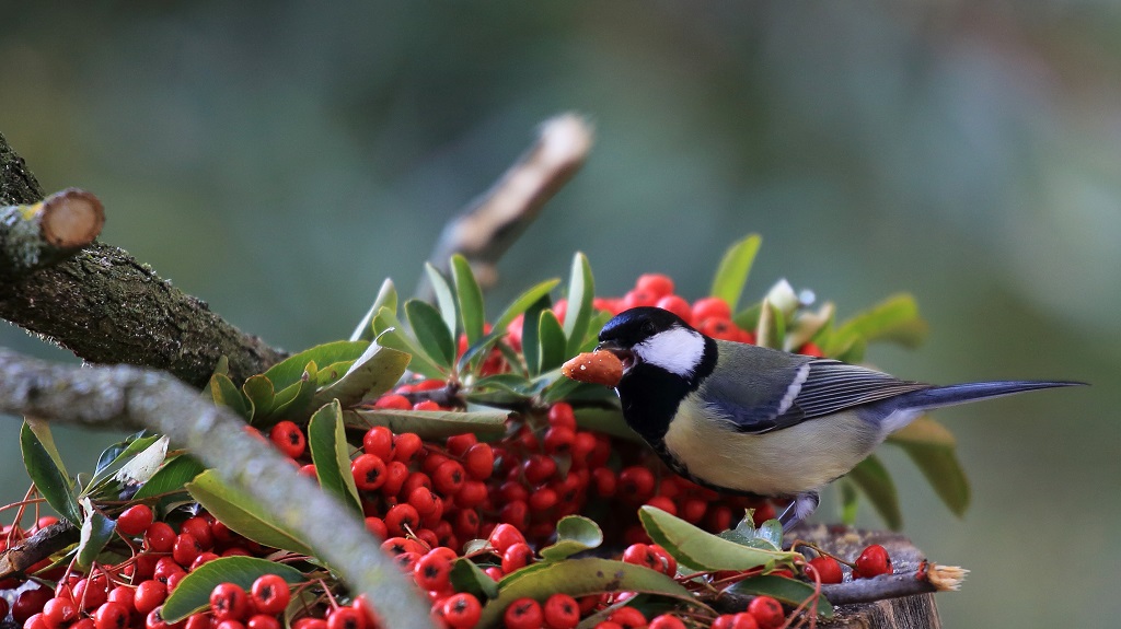 121 Mésange charbonnière et arachide.jpg