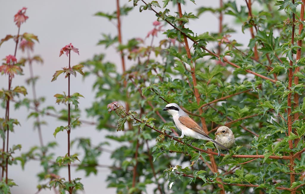 DS5_3070.jpg
