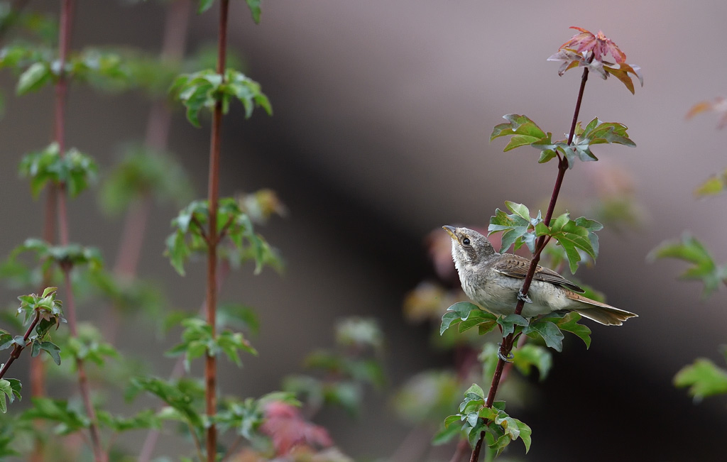 DS5_3343.jpg