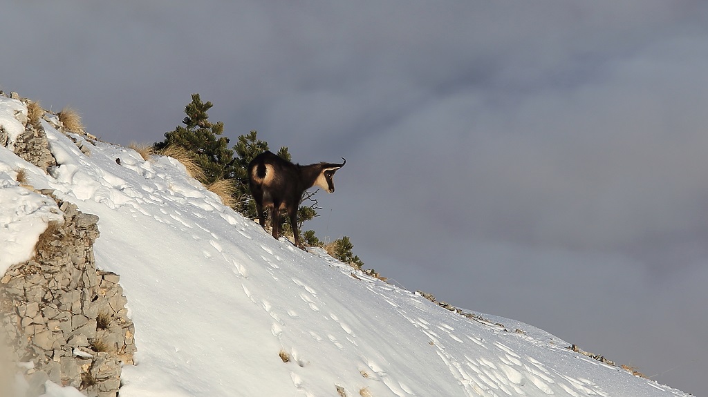 129 Chamois Col des tempêtes.jpg