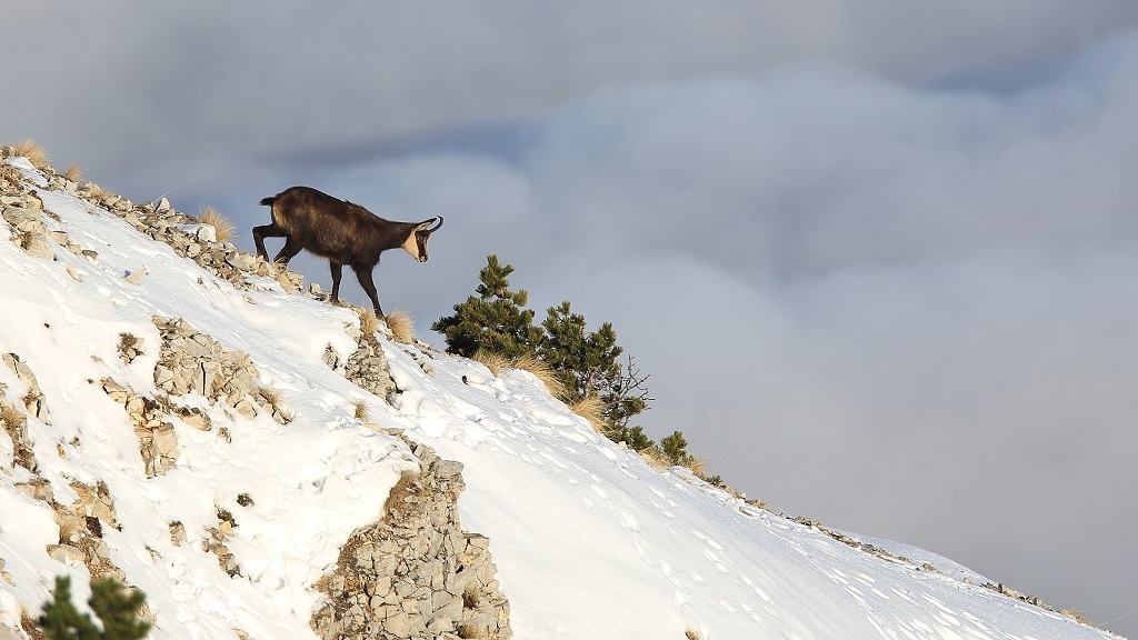 130 Chamois Col des tempêtes.jpg