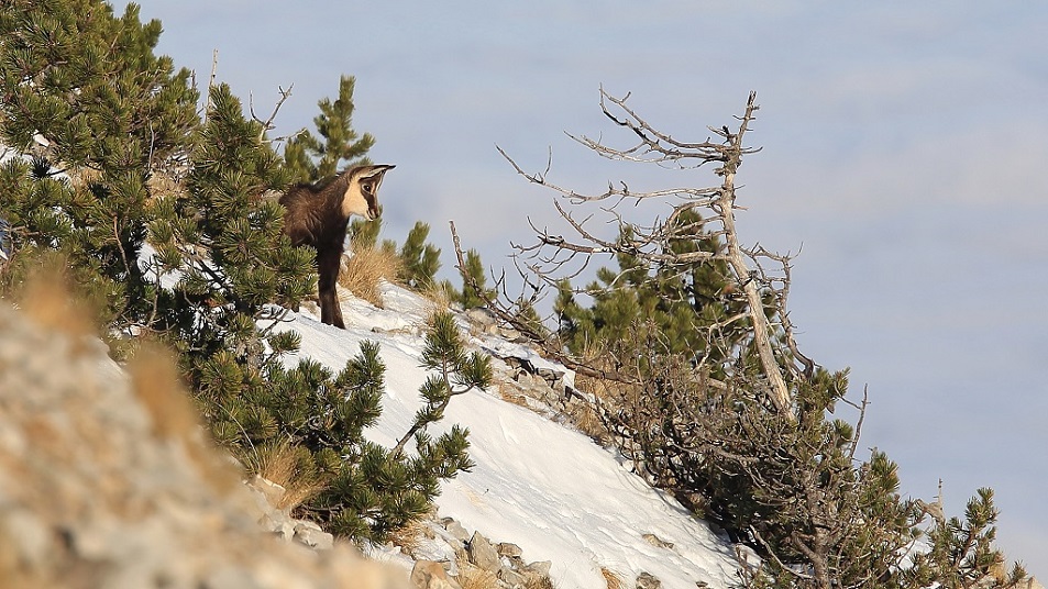 131 Chamois Col des tempêtes.jpg