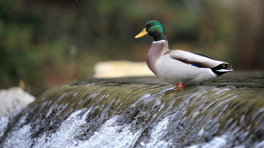 141 Colvert.jpg