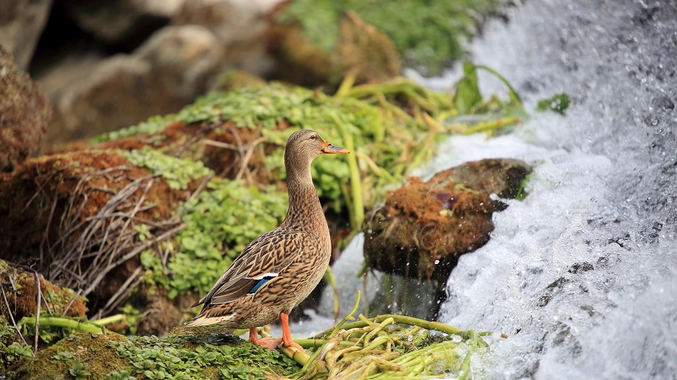 145 Colvert.jpg