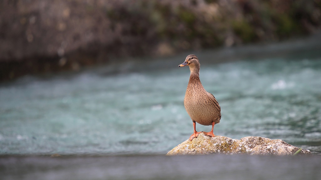 146 Colvert.jpg