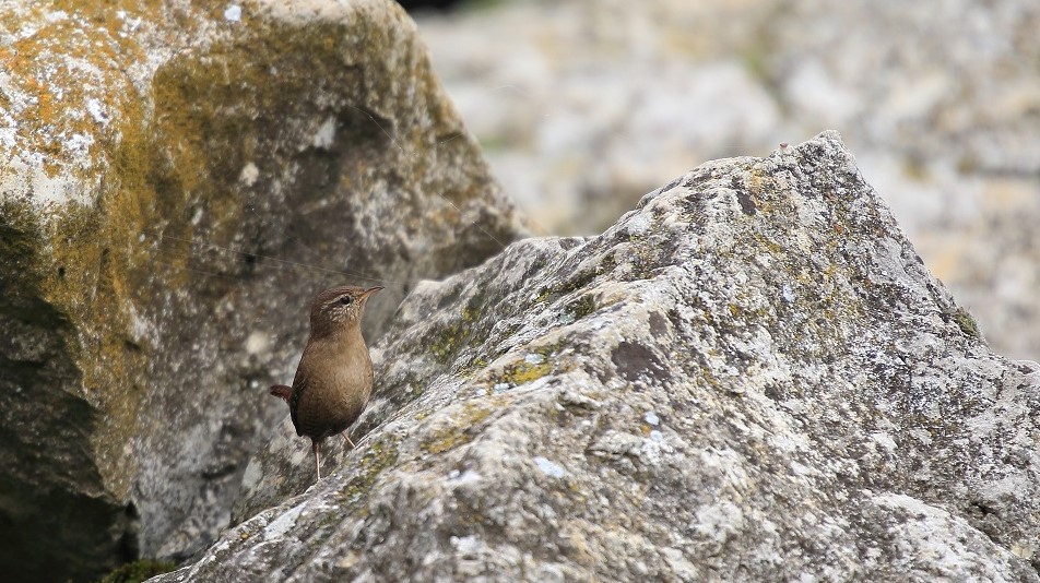 147 Troglodyte mignon.jpg