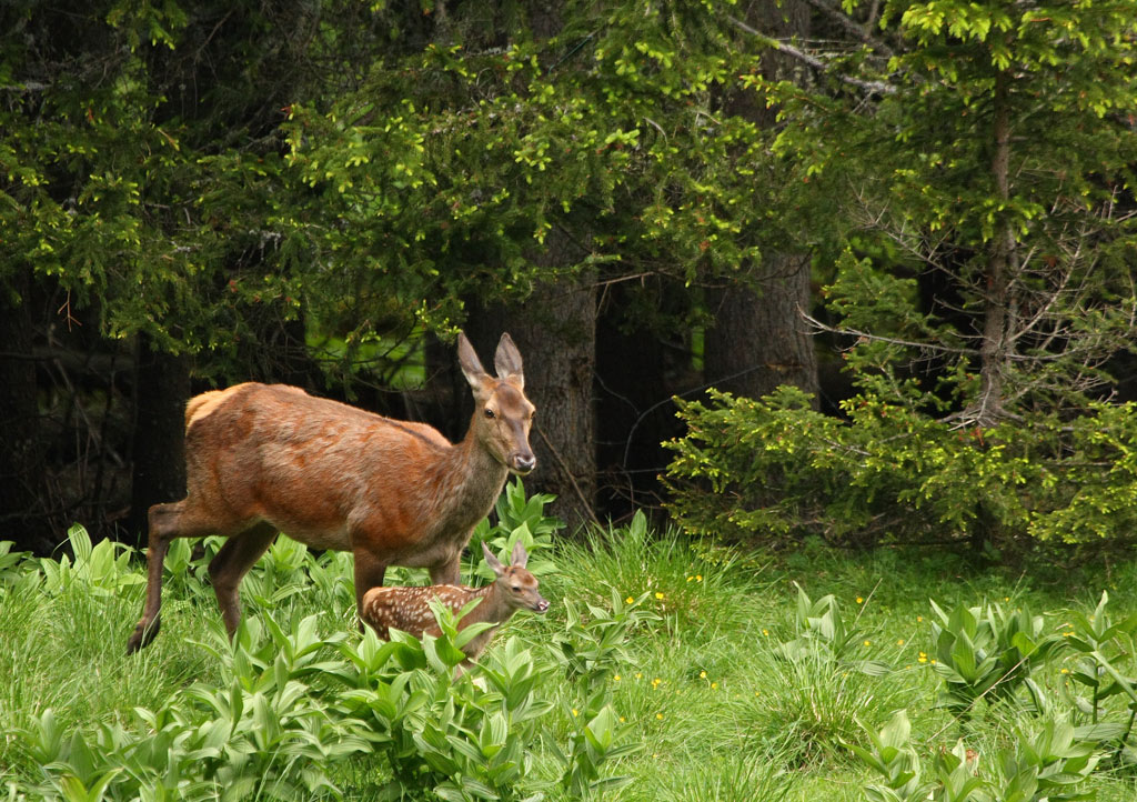 biche-et-faon-10.06.jpg