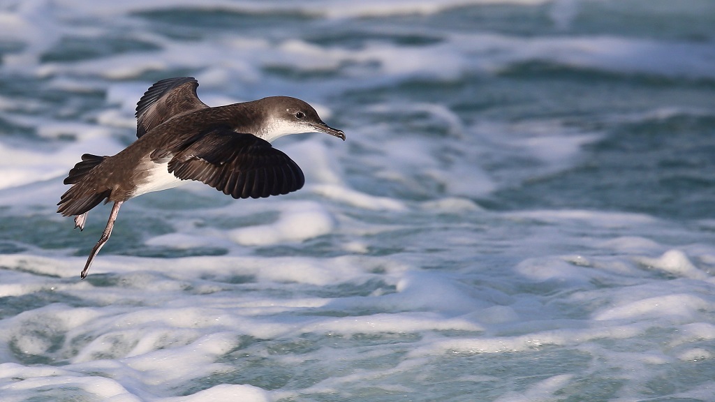 149 Puffin Yelkouan.jpg