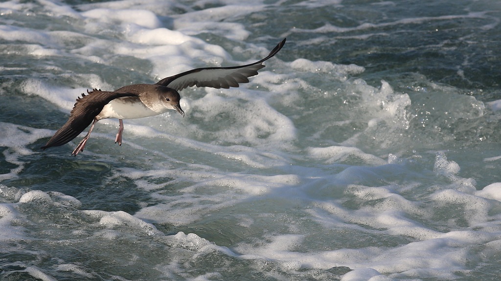 150 Puffin Yelkouan.jpg