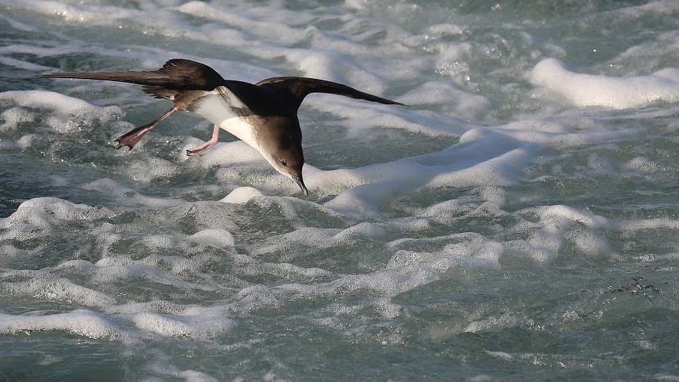 151 Puffin Yelkouan.jpg