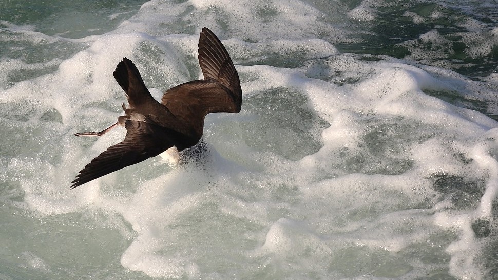 152 Puffin Yelkouan.jpg