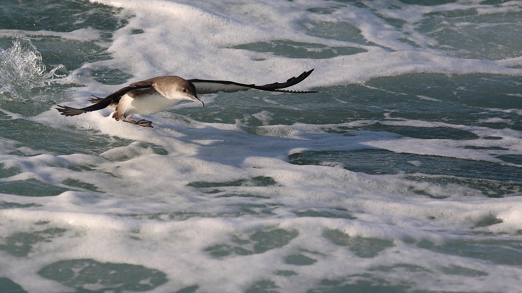 153 Puffin Yelkouan.jpg
