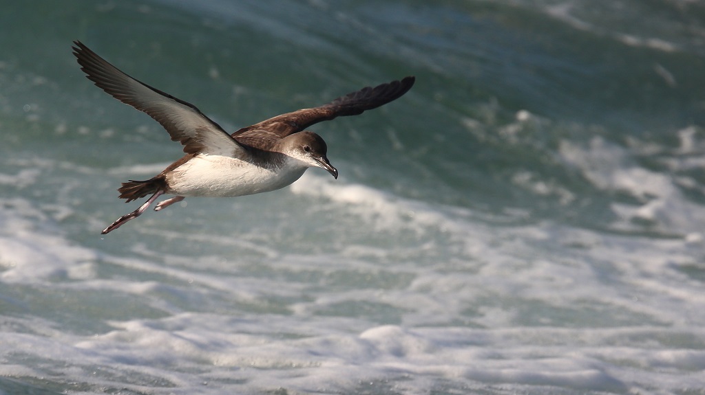 154 Puffin Yelkouan.jpg
