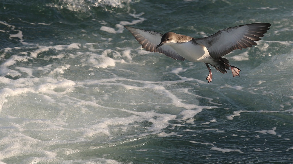 155 Puffin Yelkouan.jpg