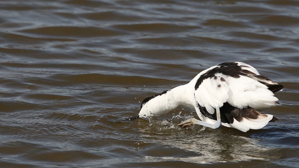 Avocette et gratouille 1.jpg