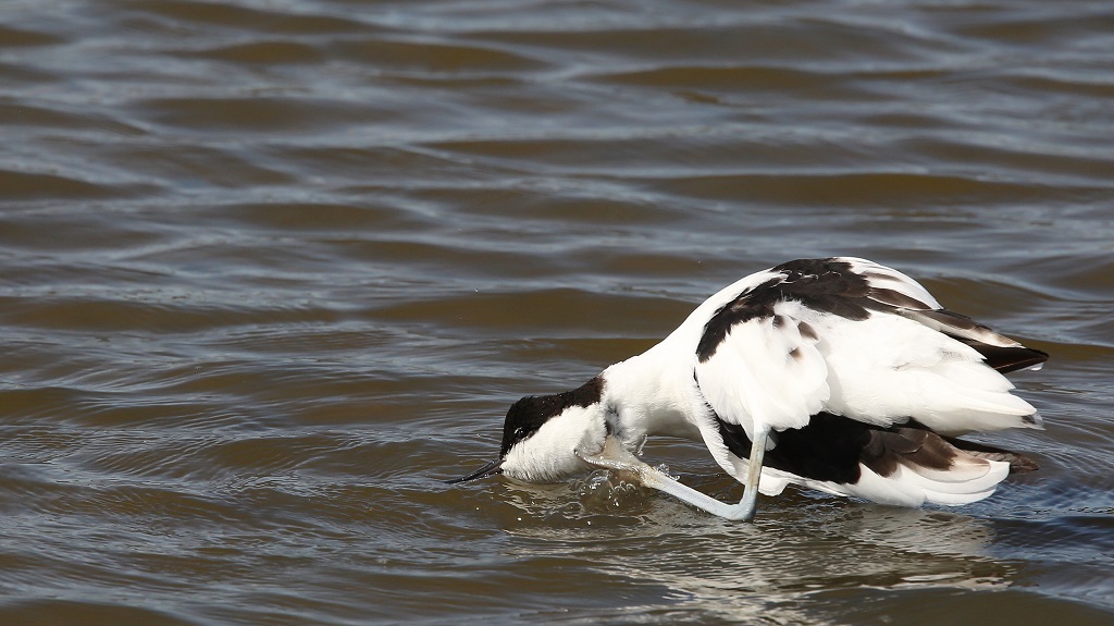 Avocette et gratouille 2.jpg