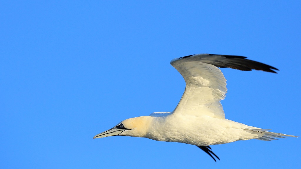 160 Fou de Bassan.jpg