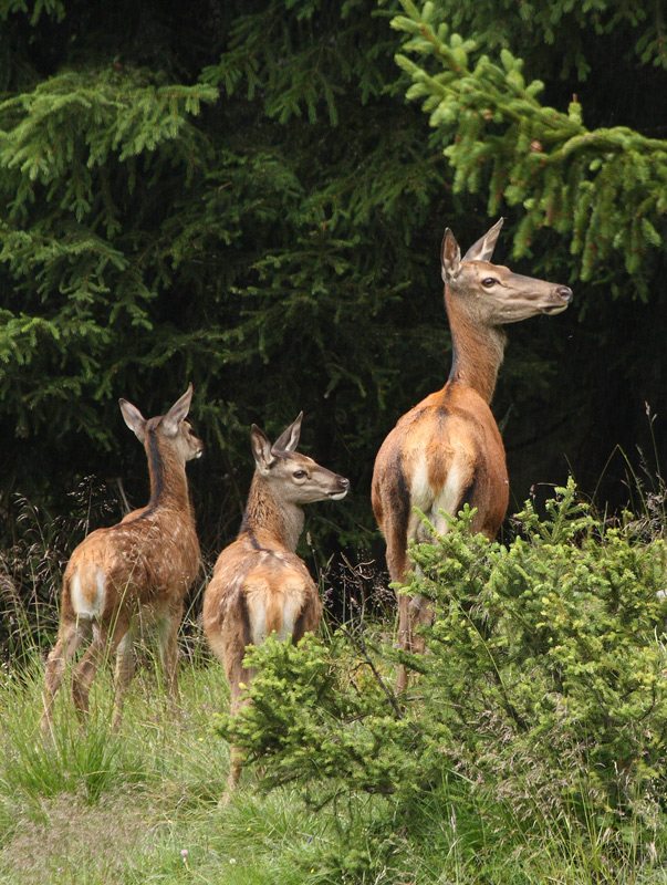 biche-et-faons-26.07.jpg