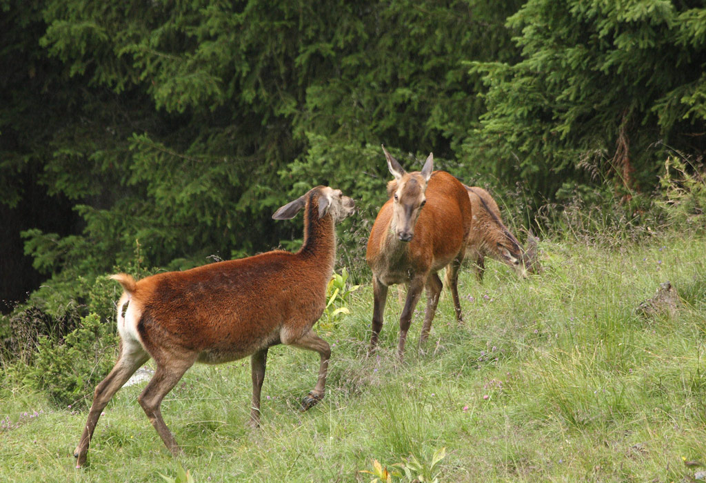 biches-et-faon-26.07.jpg