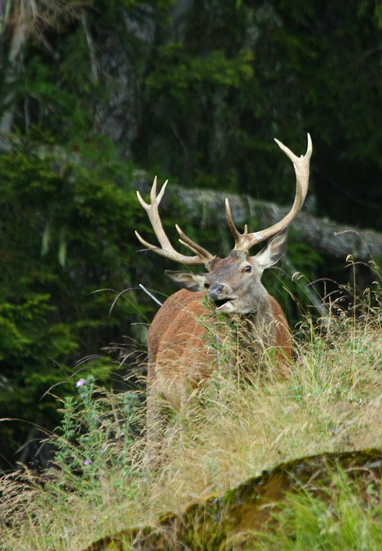 cerf-16.08.1.jpg