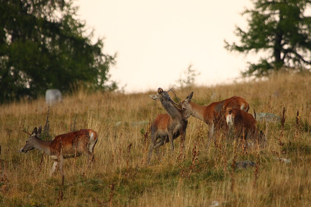 daguets-et-biche-13.09.jpg