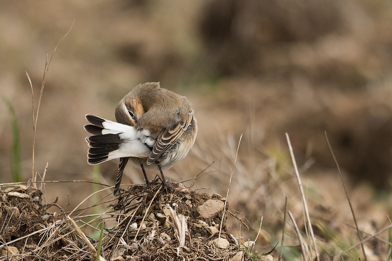 DSC_9555-1IN.jpg