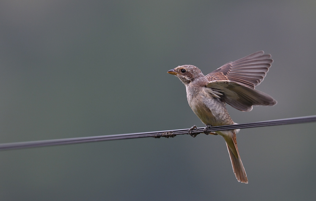 DS5_3324.jpg