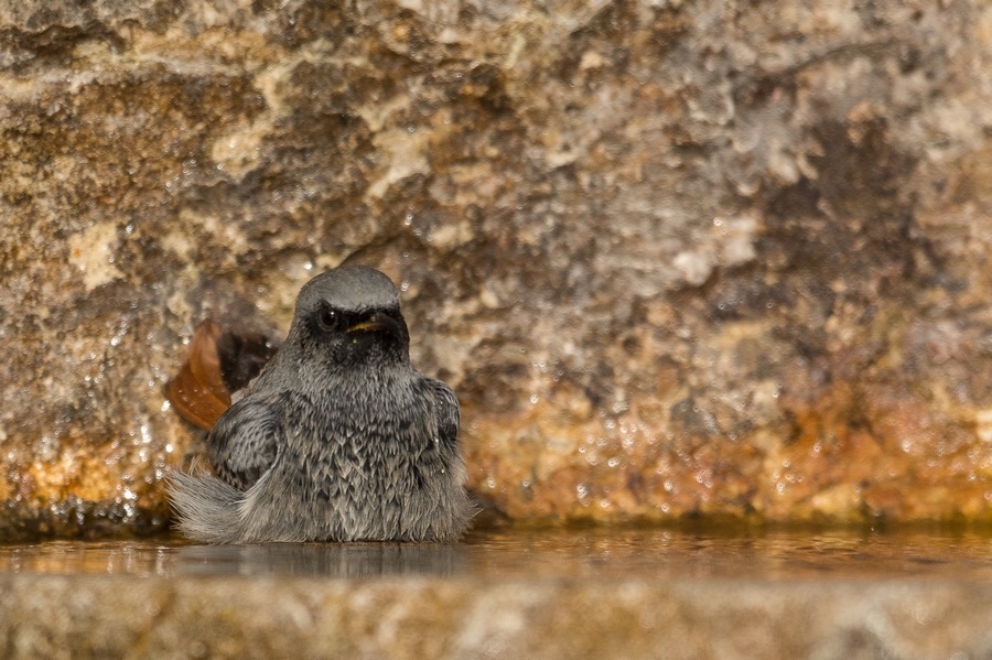 DSC_6025-1IN2.jpg
