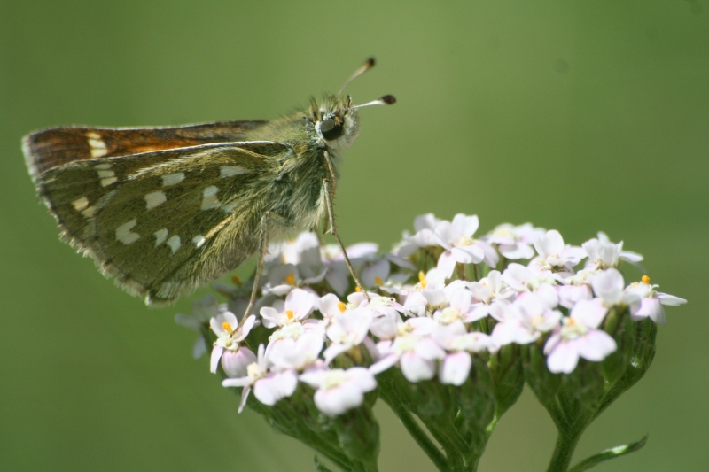 Hesperia comma.jpg
