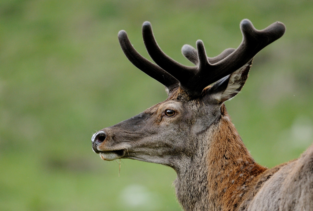 20140509_1cerf.jpg