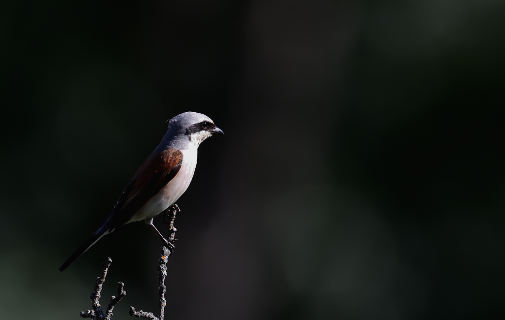 -DS5_2123.jpg