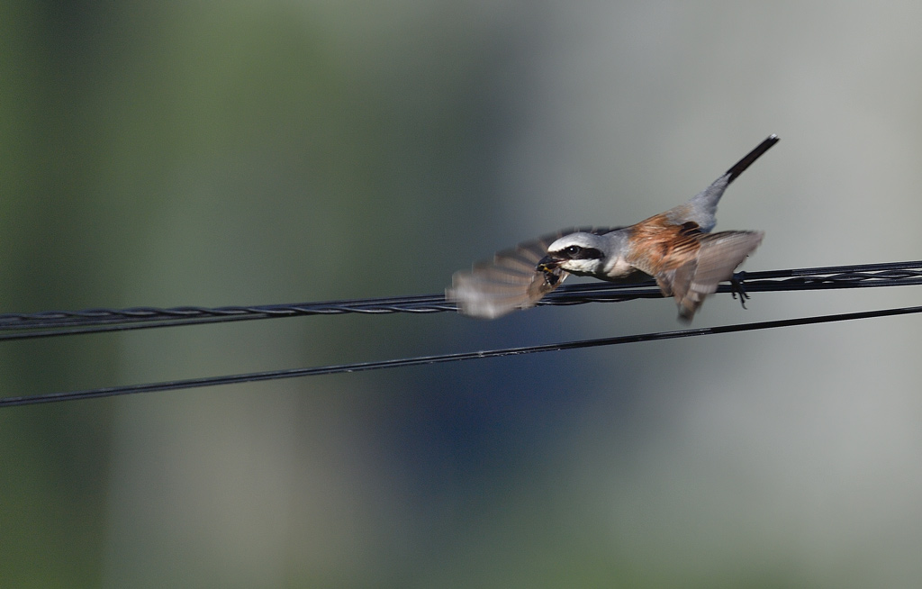 DS5_2429.jpg
