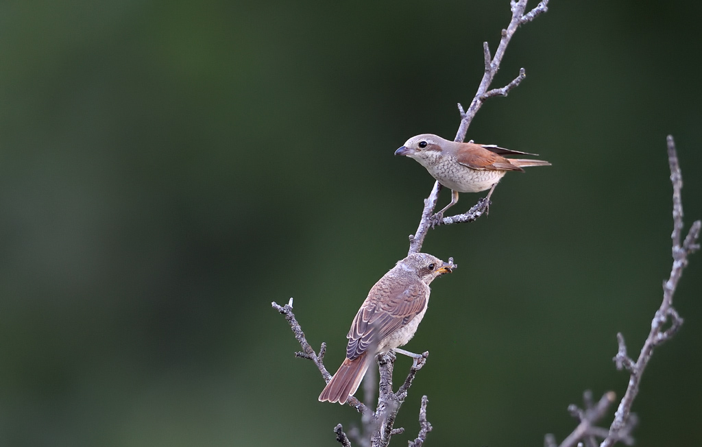 DS5_2868.jpg
