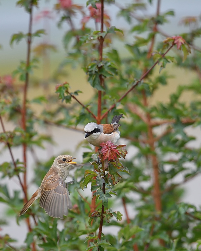 DS5_3113.jpg