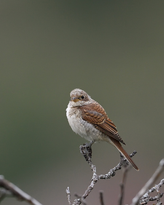 DS5_3490.jpg